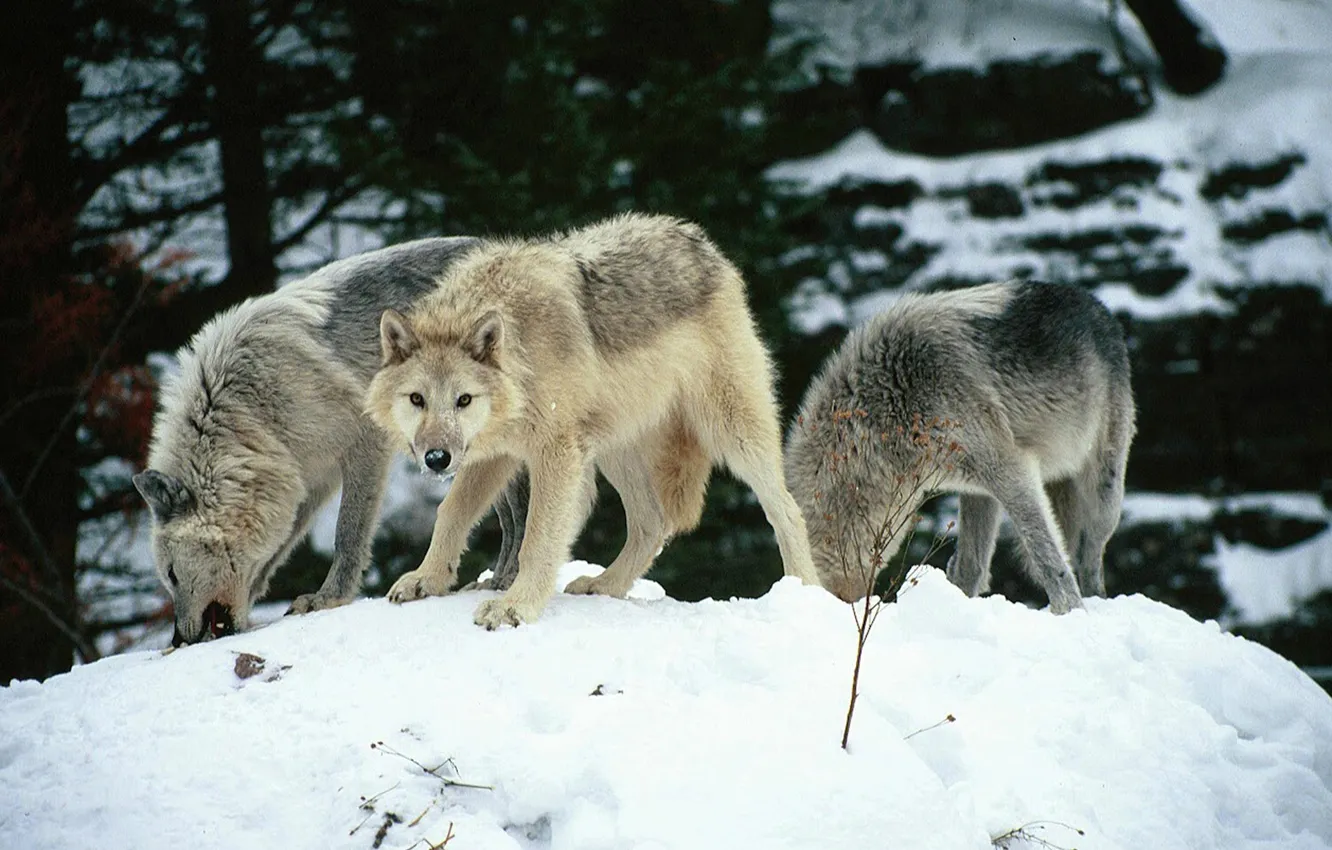 Photo wallpaper Predator, nature, snow, face, animal, wolf, canis lupus, wildlife