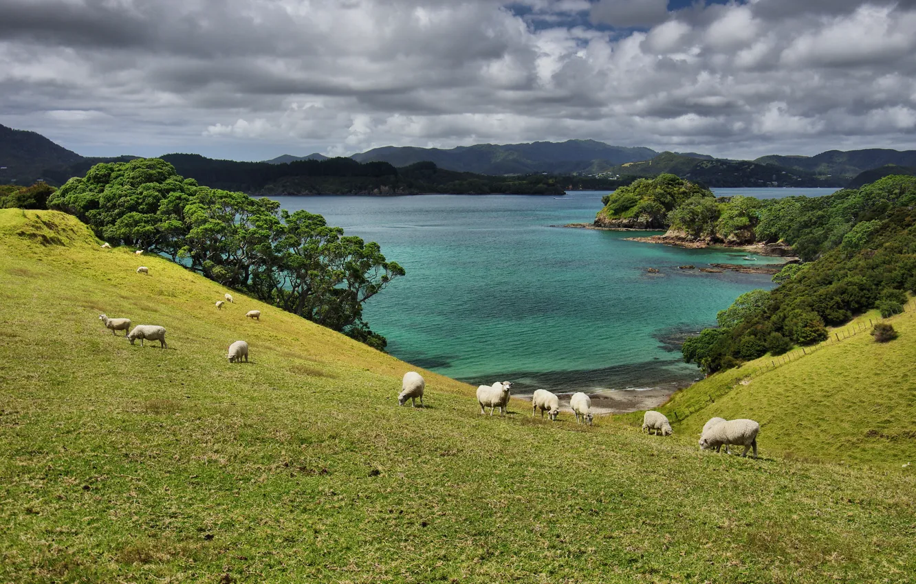 Photo wallpaper sea, New Zealand, clouds, sheep