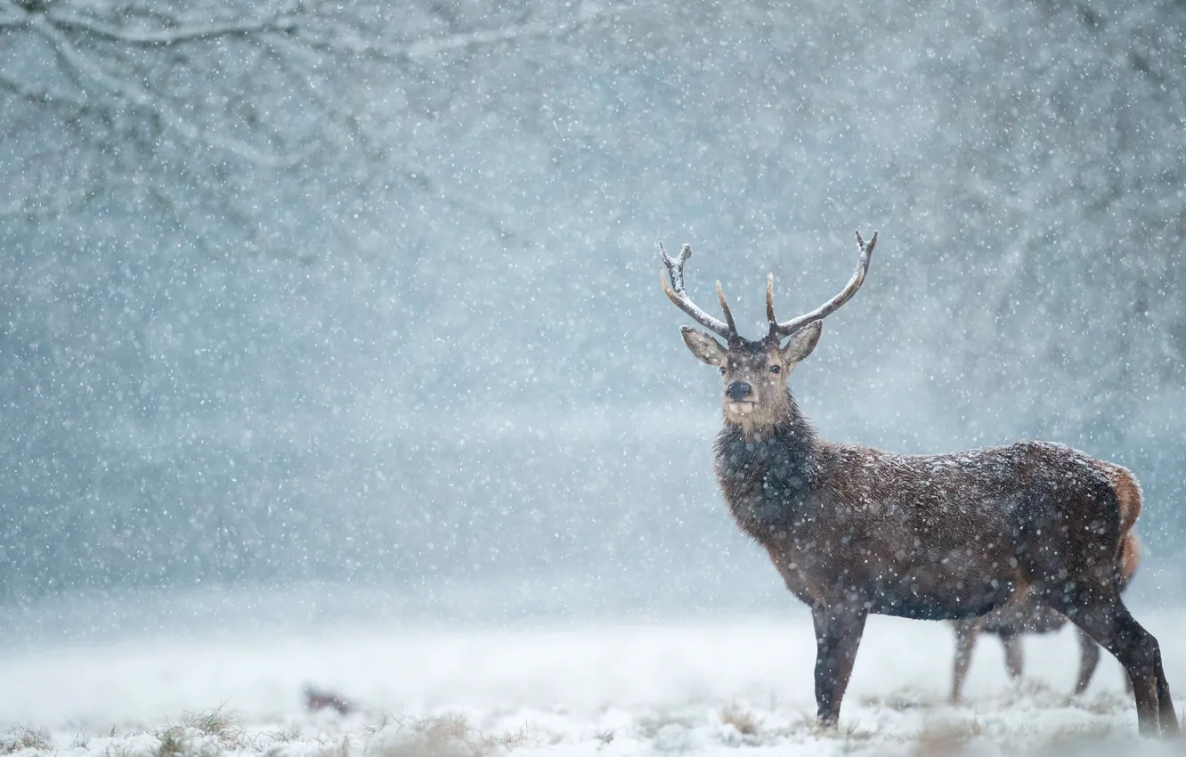 Photo wallpaper winter, forest, snow, branches, deer, snowfall