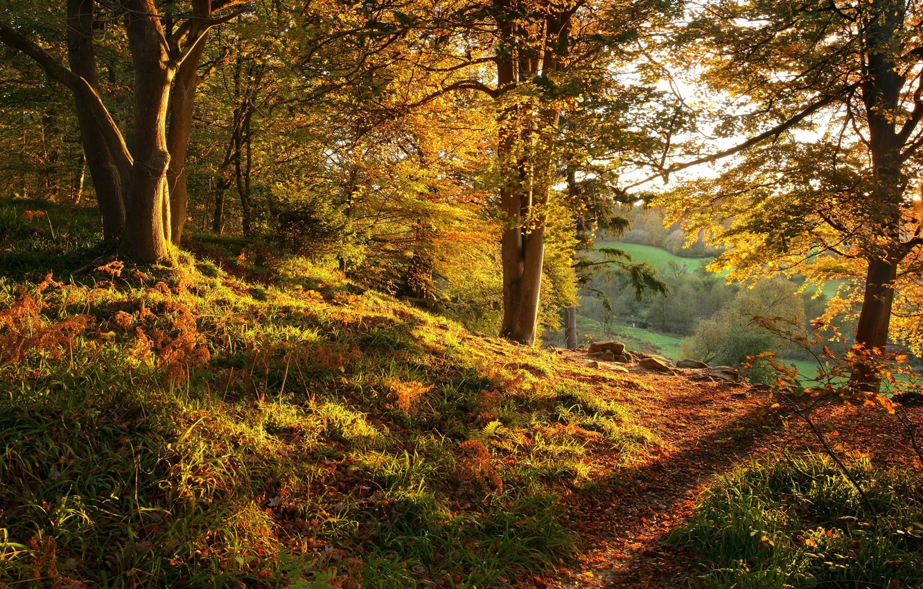 Photo wallpaper autumn, forest, trees, path