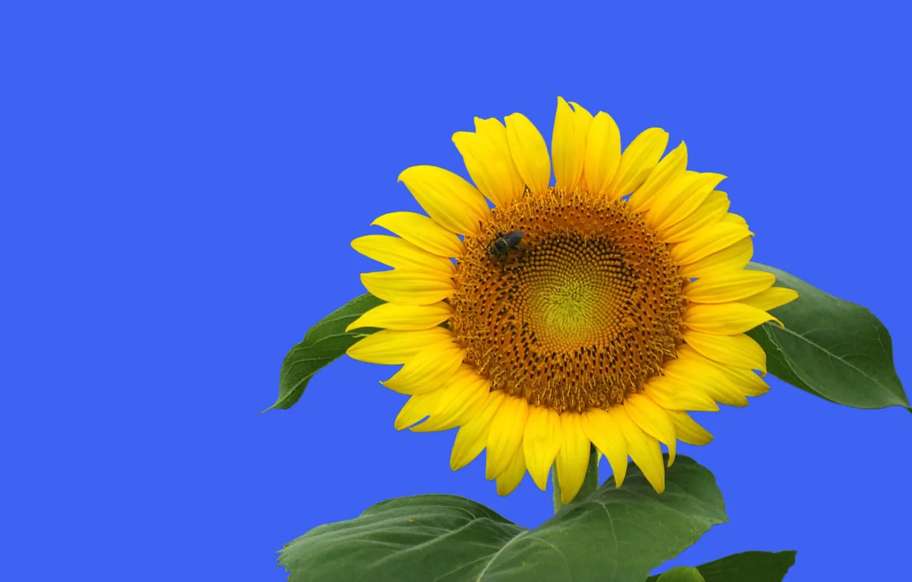 Photo wallpaper macro, sunflowers, petals, insect