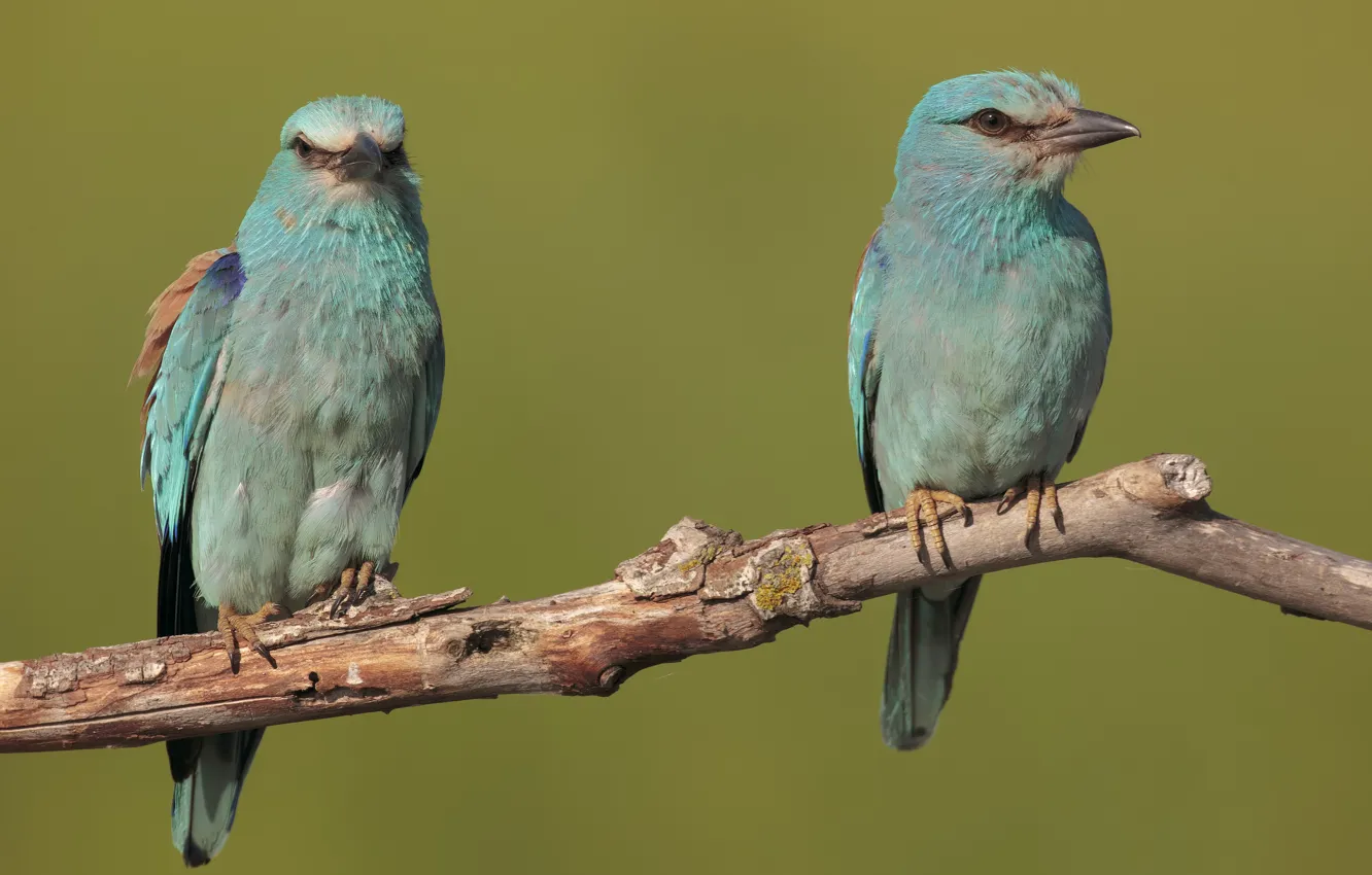 Photo wallpaper branches, bird, a couple, Roller