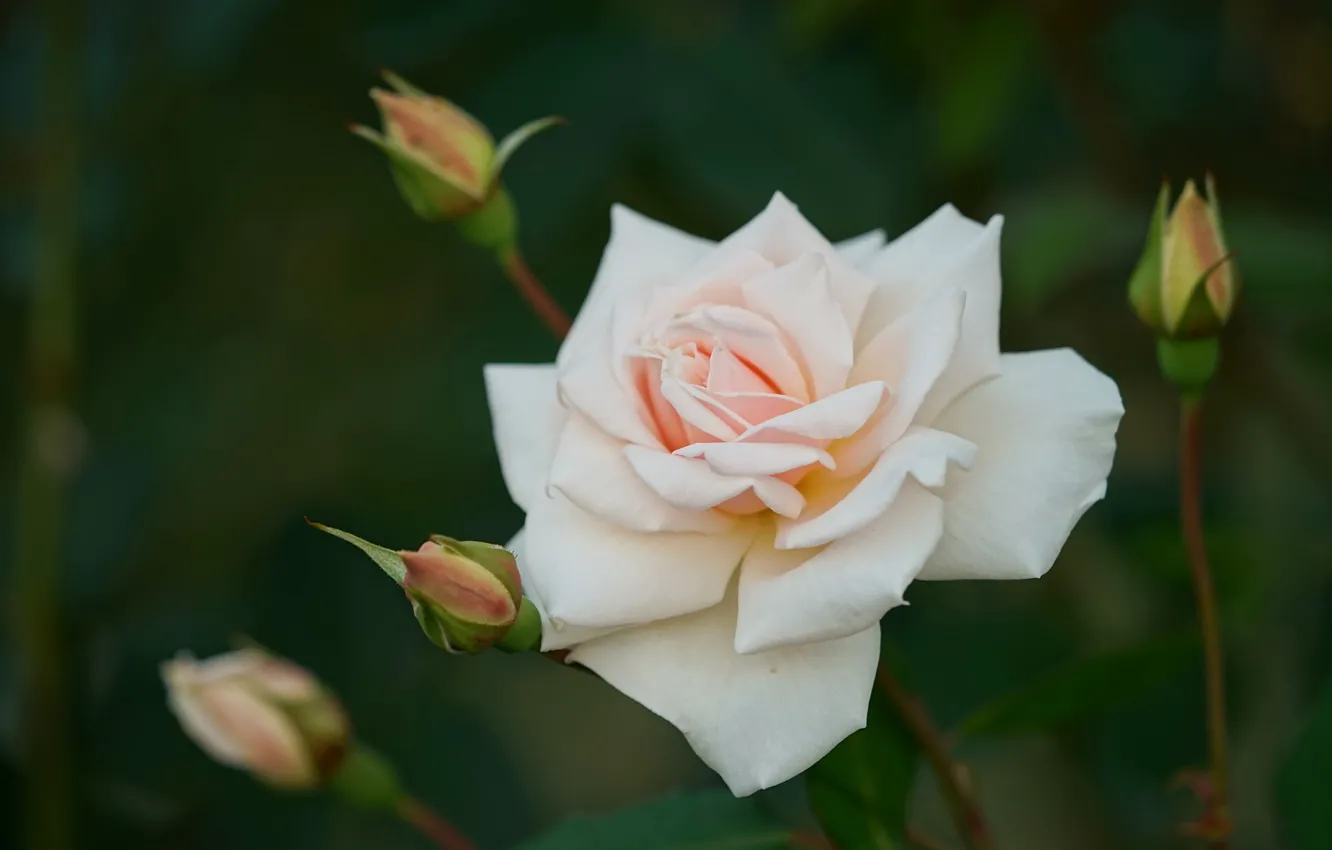 Photo wallpaper background, roses, petals, buds