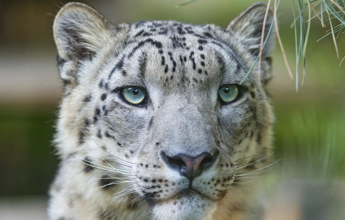 Photo wallpaper cat, face, IRBIS, snow leopard, ©Tambako The Jaguar