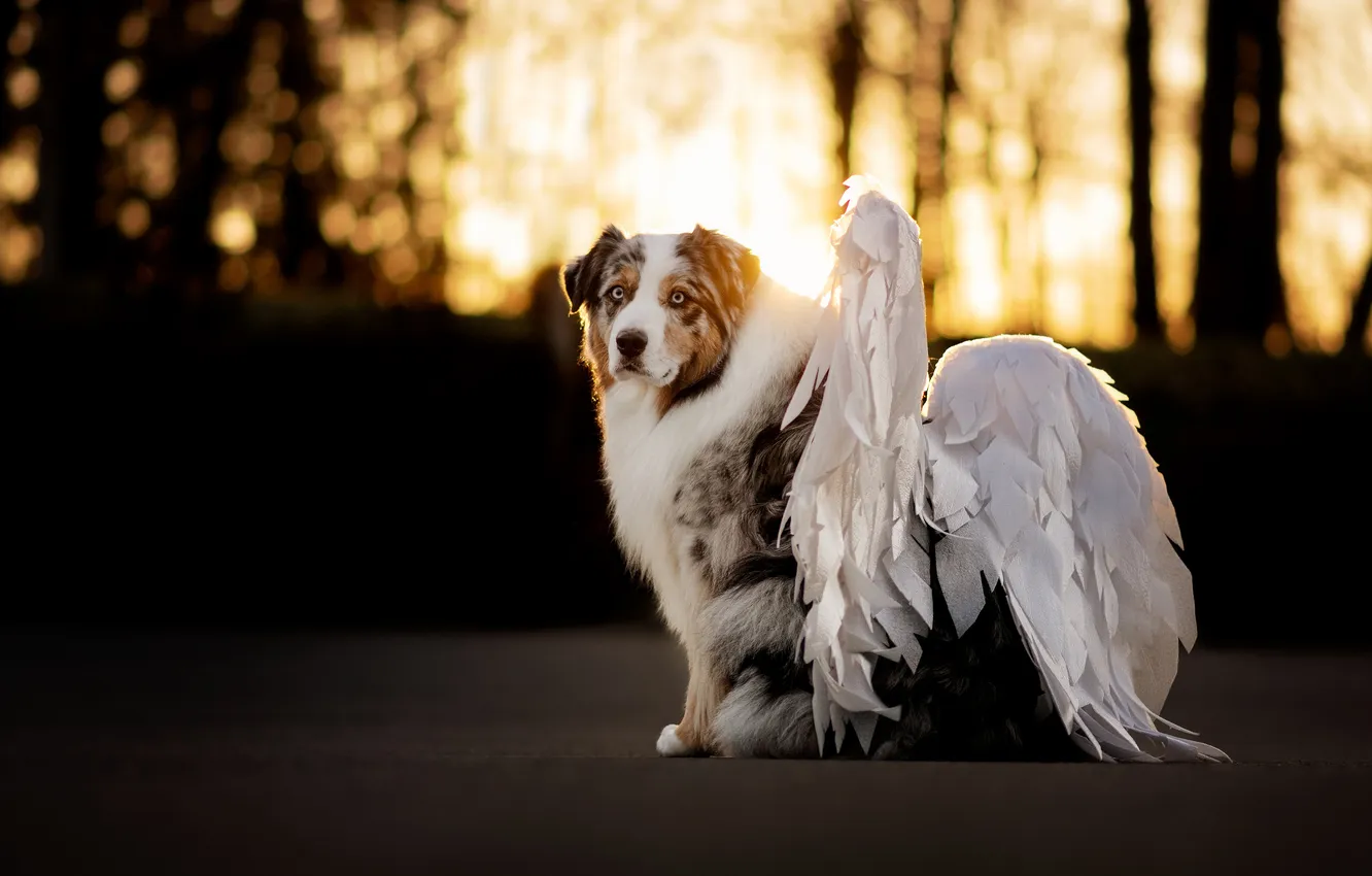 Photo wallpaper forest, wings, dog, angel, Aussie