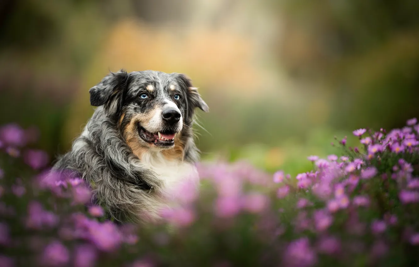 Photo wallpaper look, face, flowers, dog, bokeh, Australian shepherd, Aussie