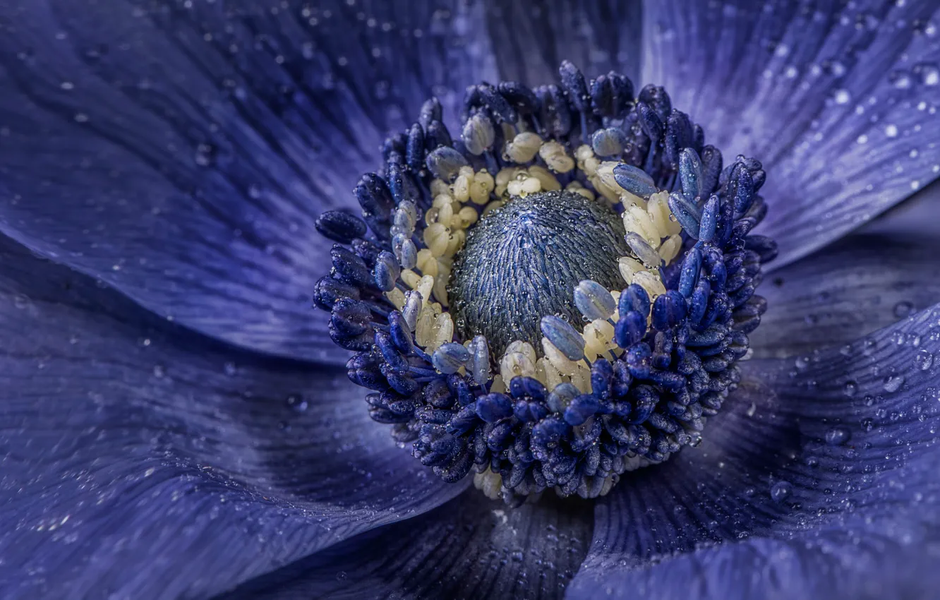 Photo wallpaper macro, flowers, the middle