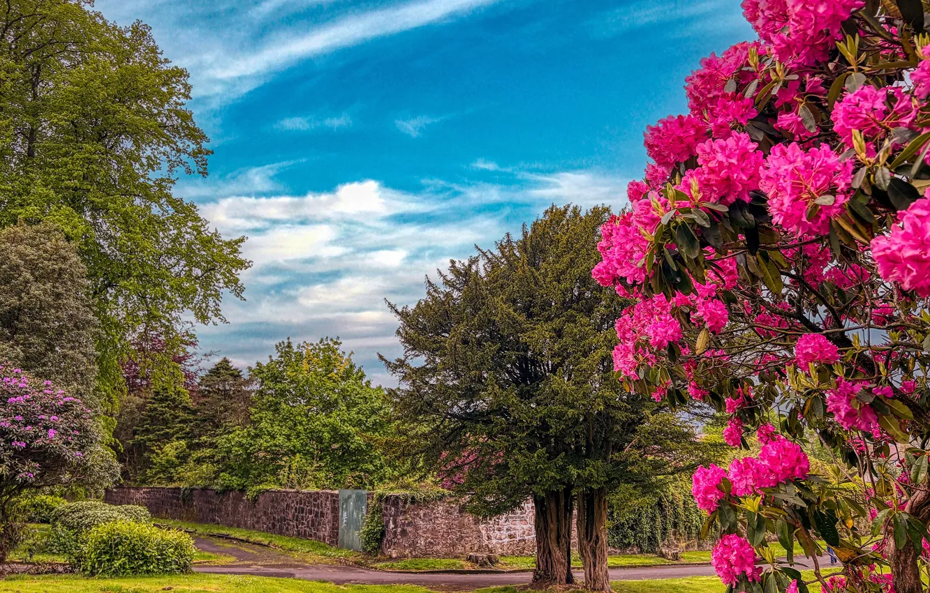Photo wallpaper the sky, clouds, trees, flowers, Park, blue, the fence, spring