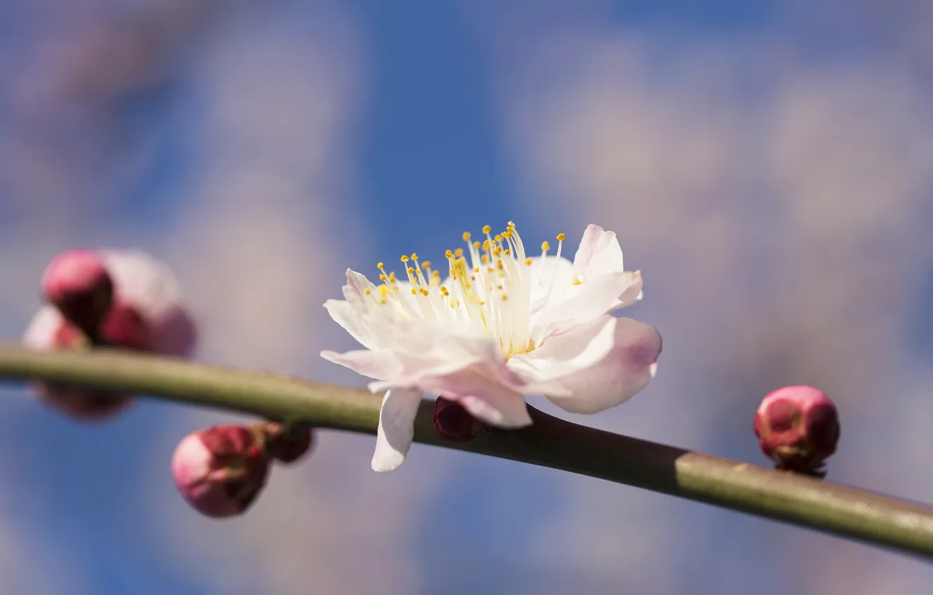 Photo wallpaper flower, branch, spring, petals, garden