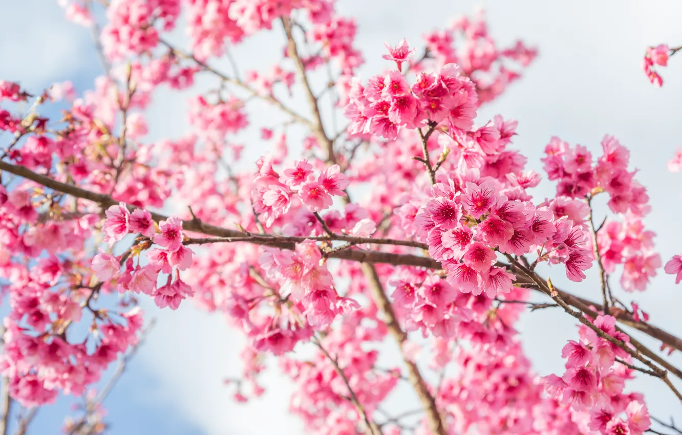 Photo wallpaper branches, spring, Sakura, flowering, pink, blossom, sakura, cherry