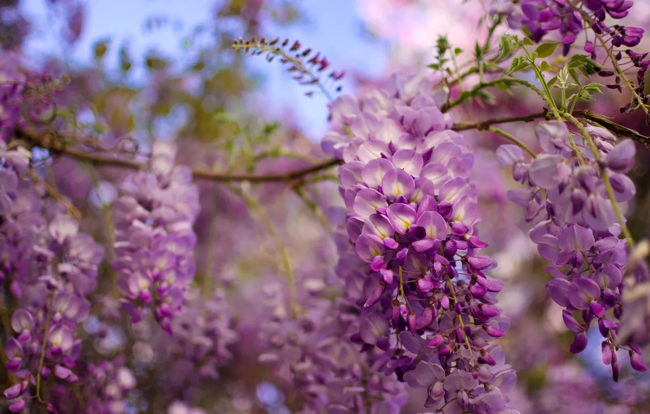 Photo wallpaper macro, branches, brush, inflorescence, Wisteria, Wisteria