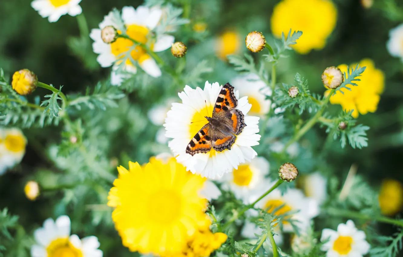 Photo wallpaper summer, macro, flowers, nature, butterfly, chamomile, meadow, insect