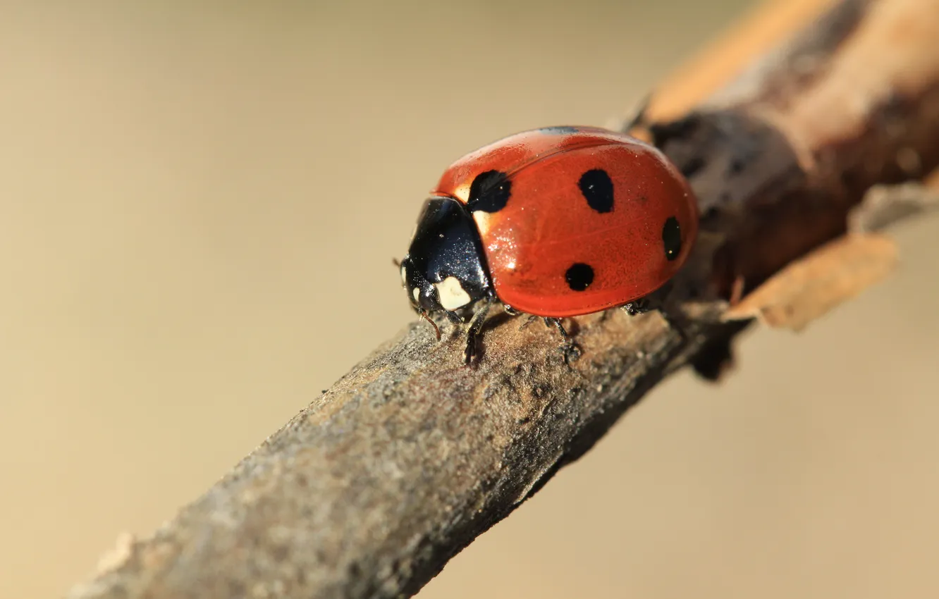 Photo wallpaper nature, ladybug, macro, Canon-65