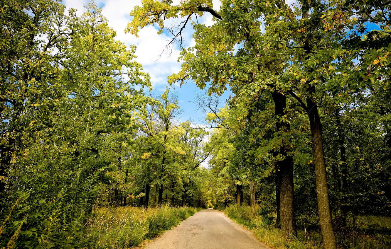 Photo wallpaper road, autumn, forest, trees, landscape, nature