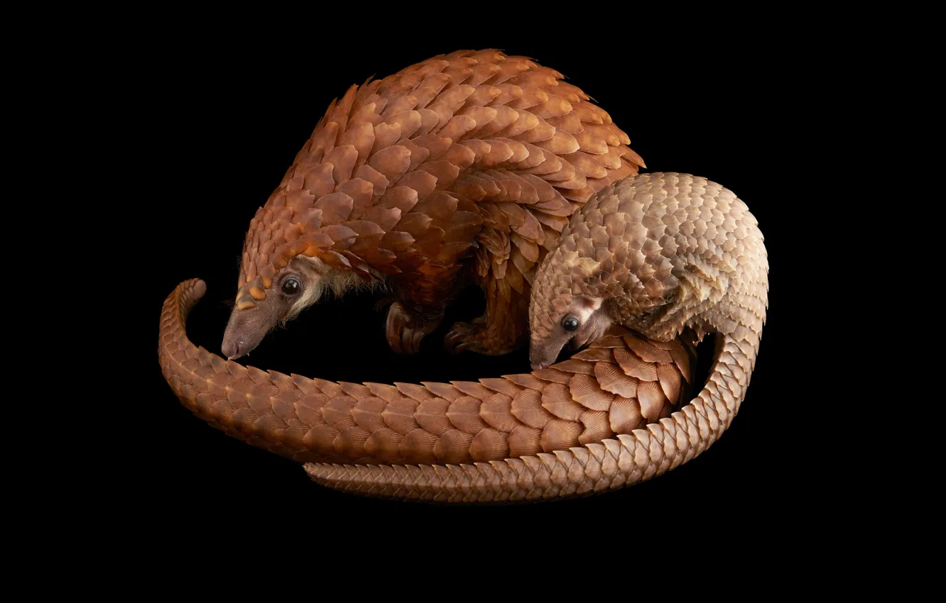 Photo wallpaper cub, black background, mother, pangolin
