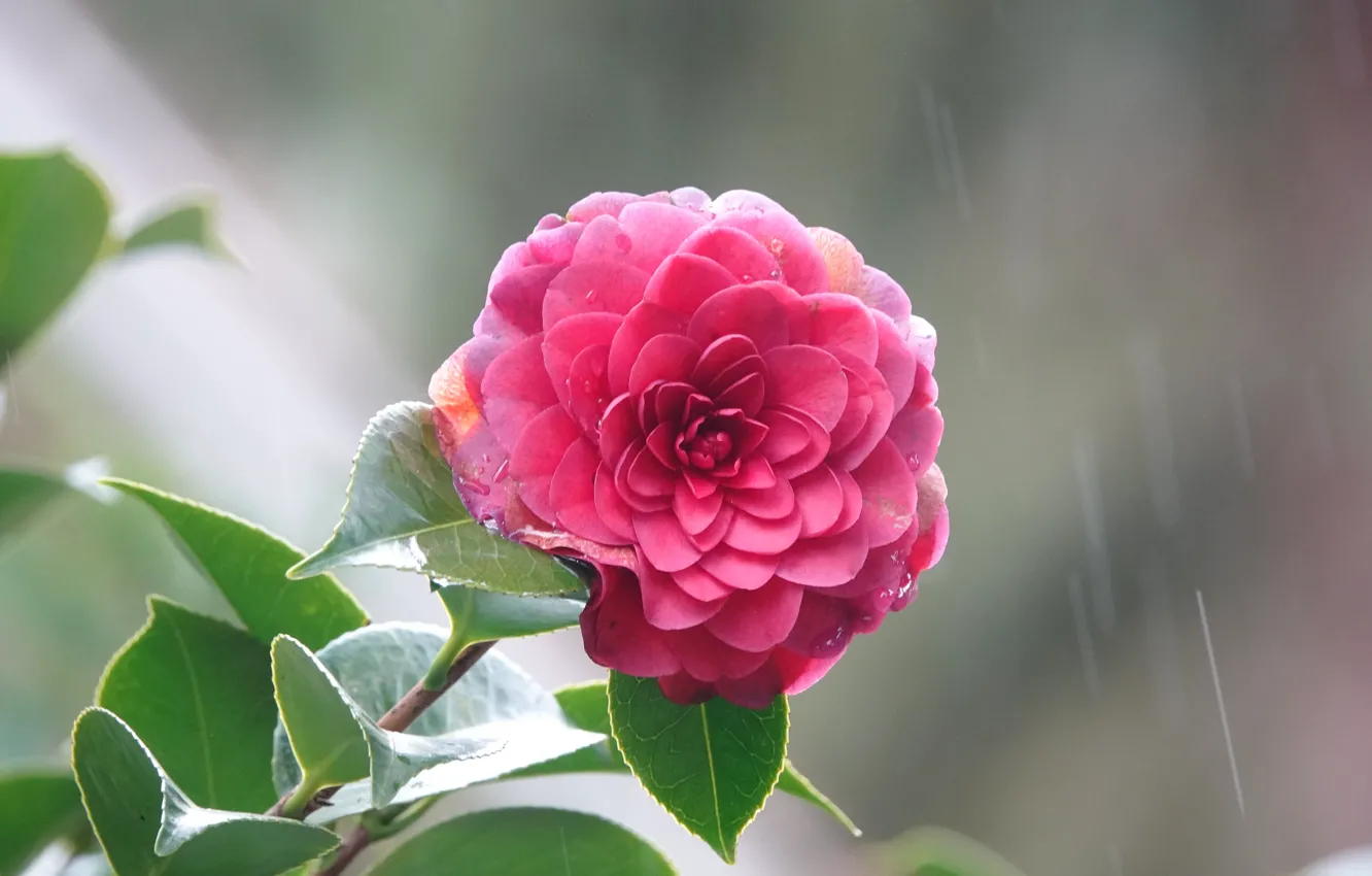 Photo wallpaper flower, tree, spring, flowering, Camellia
