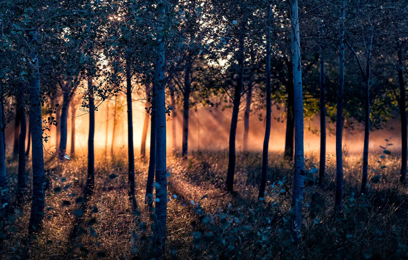 Photo wallpaper forest, trees, sunlight