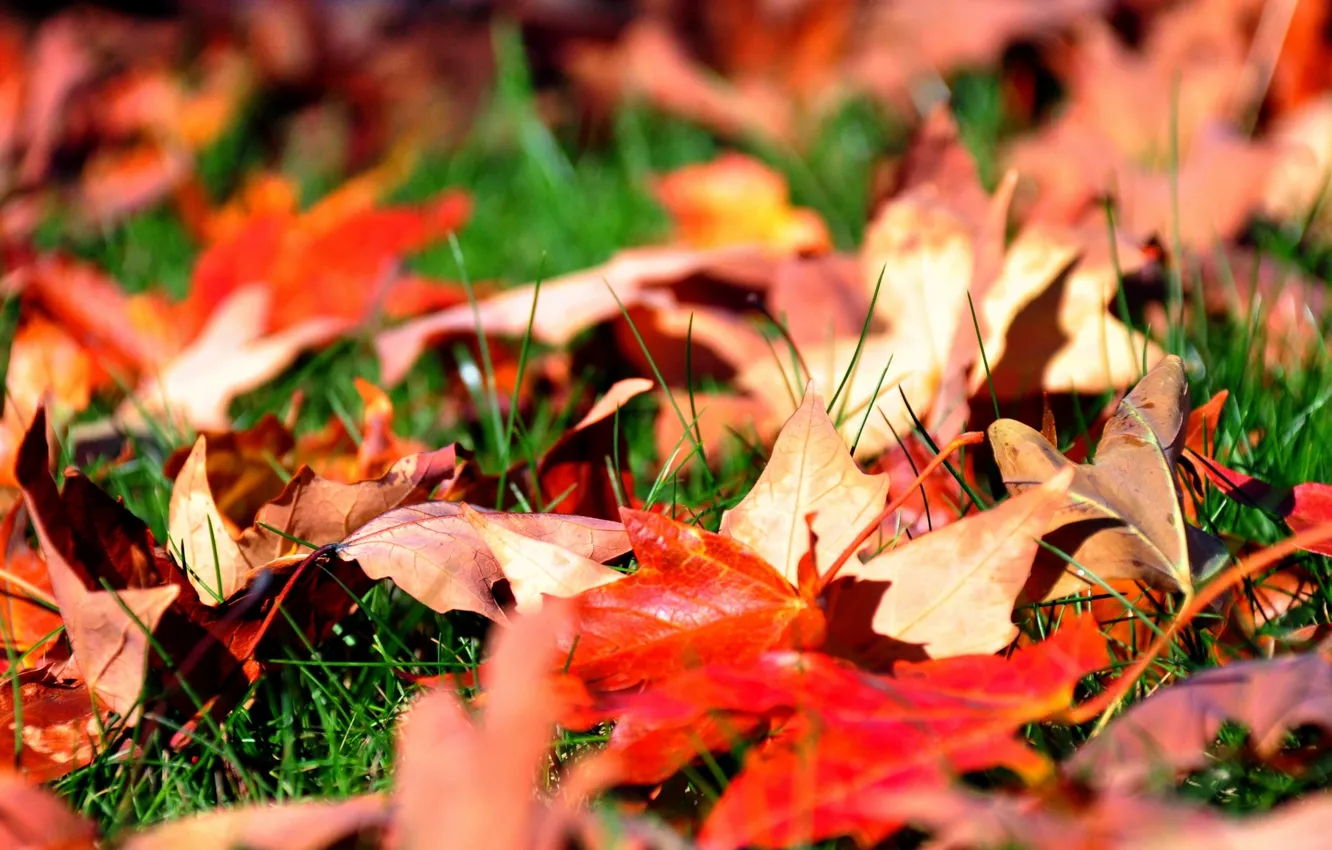 Photo wallpaper autumn, grass, leaves, maple