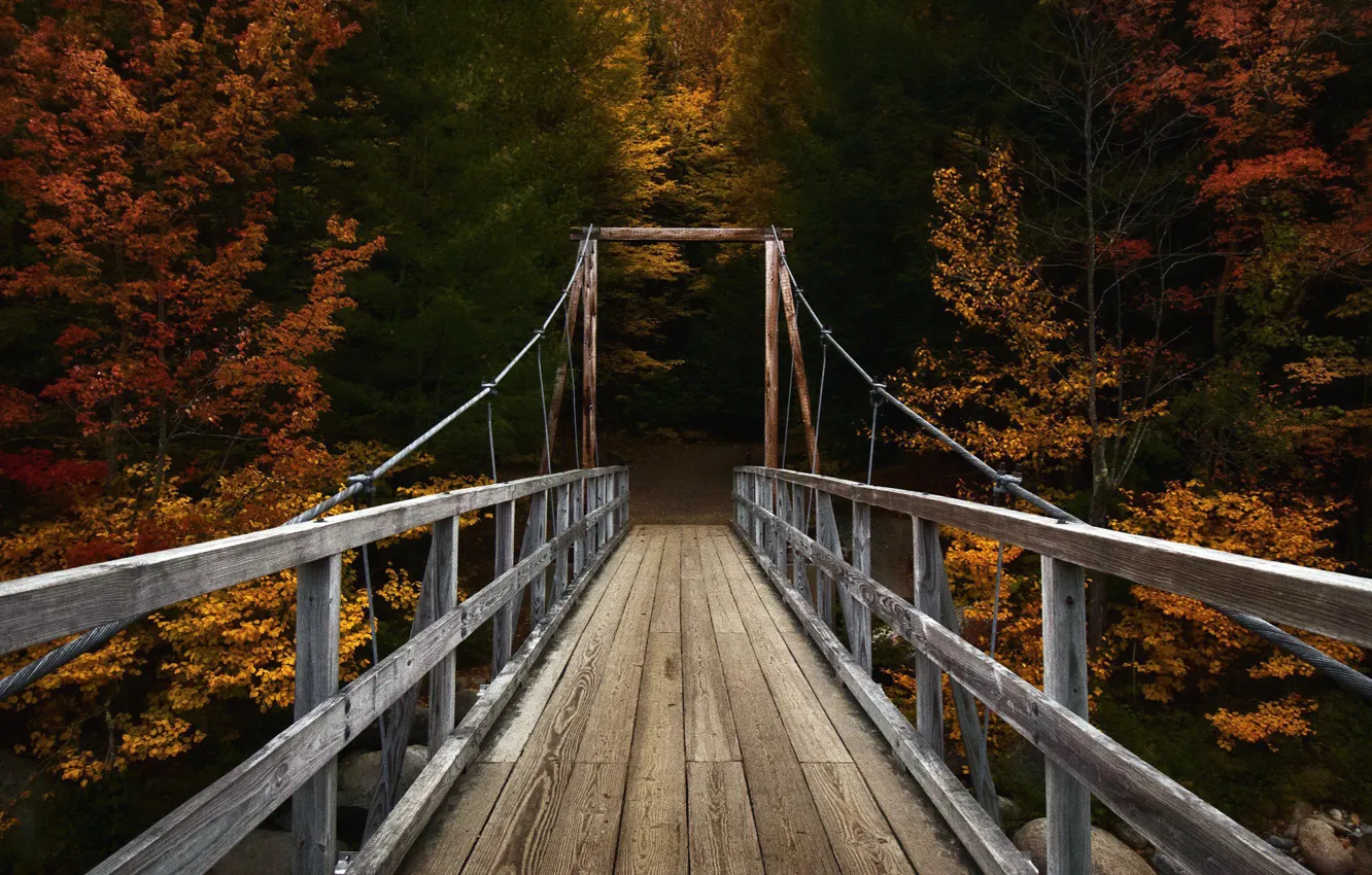 Photo wallpaper autumn, forest, bridge