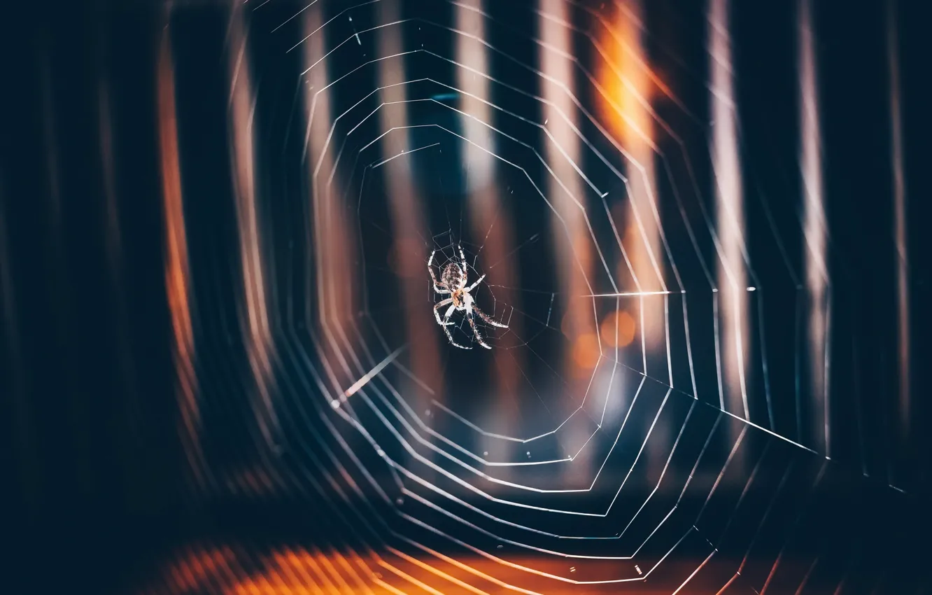 Photo wallpaper nature, web, spider
