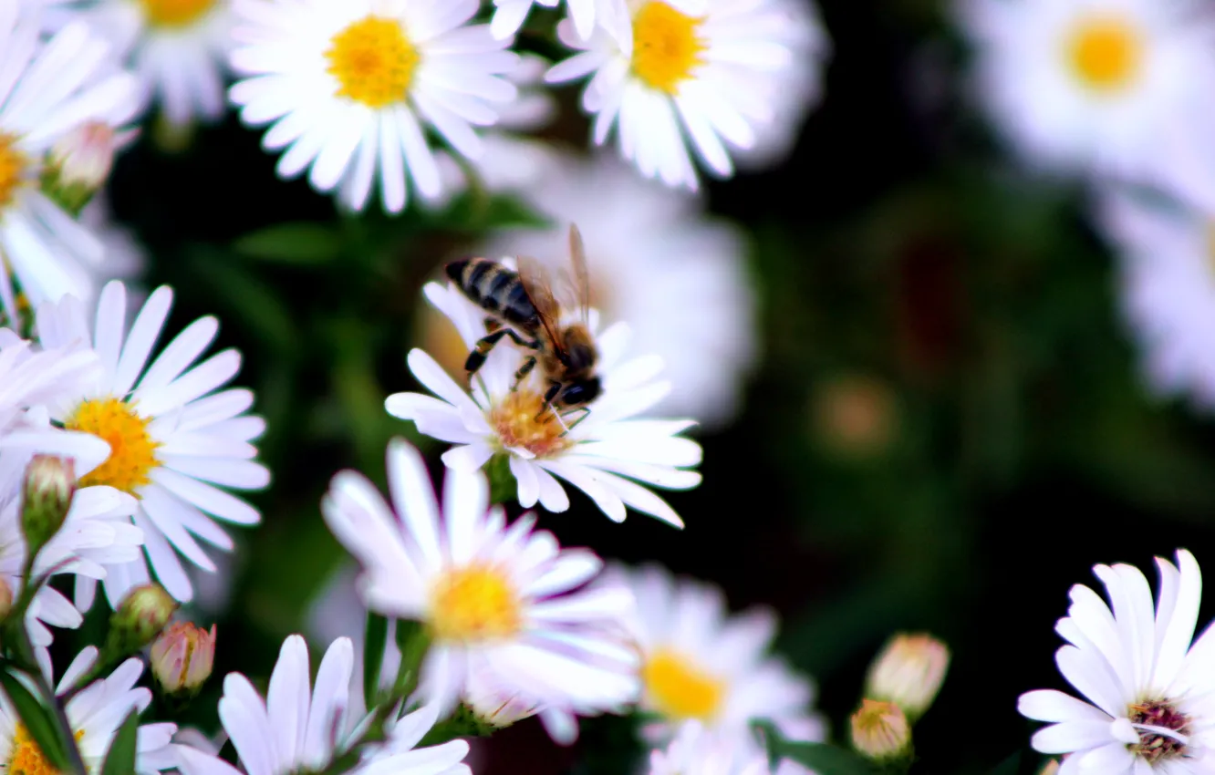 Photo wallpaper autumn, bee, chamomile, insect