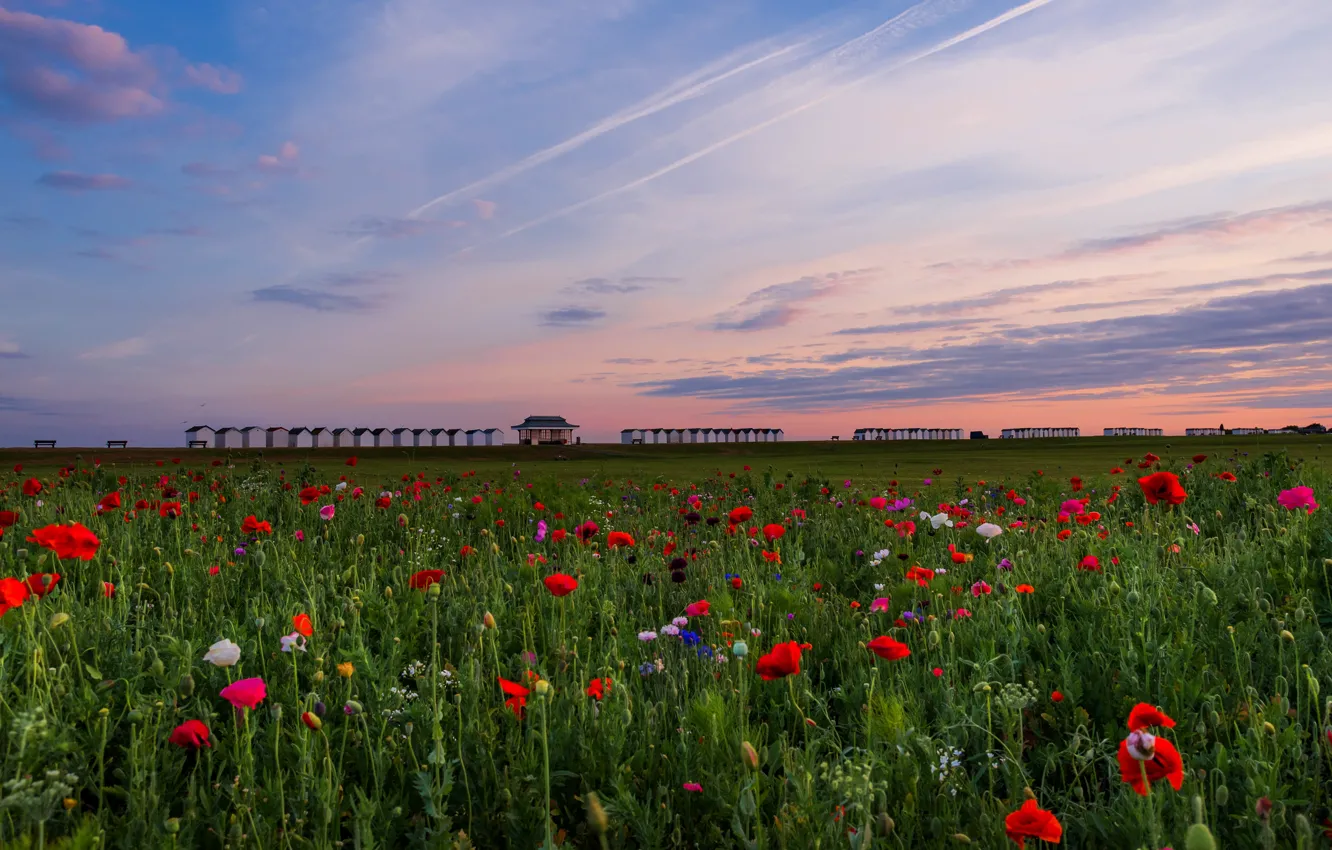 Photo wallpaper greens, field, the sky, clouds, flowers, red, Maki, the evening