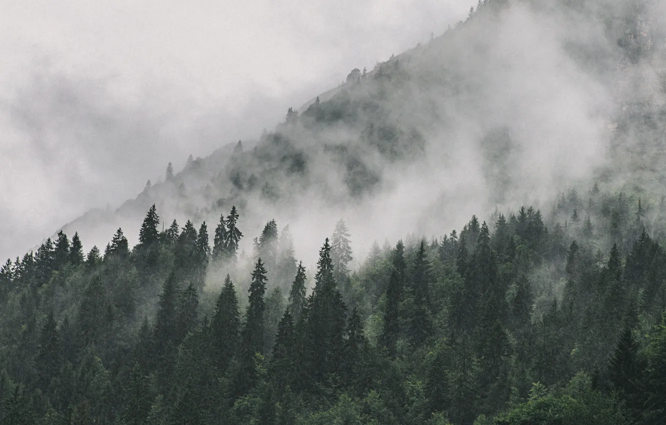 Photo wallpaper forest, trees, mountains, nature, fog, slope