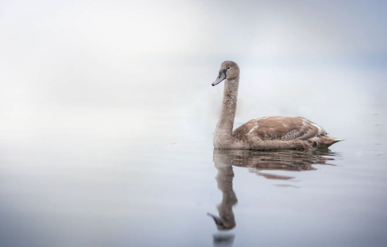 Photo wallpaper lake, bird, swans
