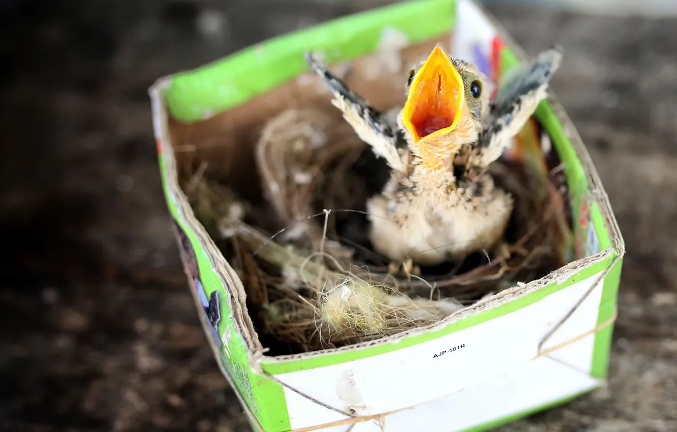 Photo wallpaper box, bird, socket