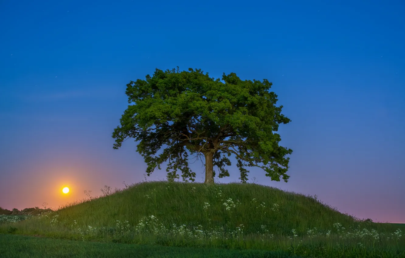 Photo wallpaper trees, sunset, hills, Sweden, Sweden, Skåne, Spare