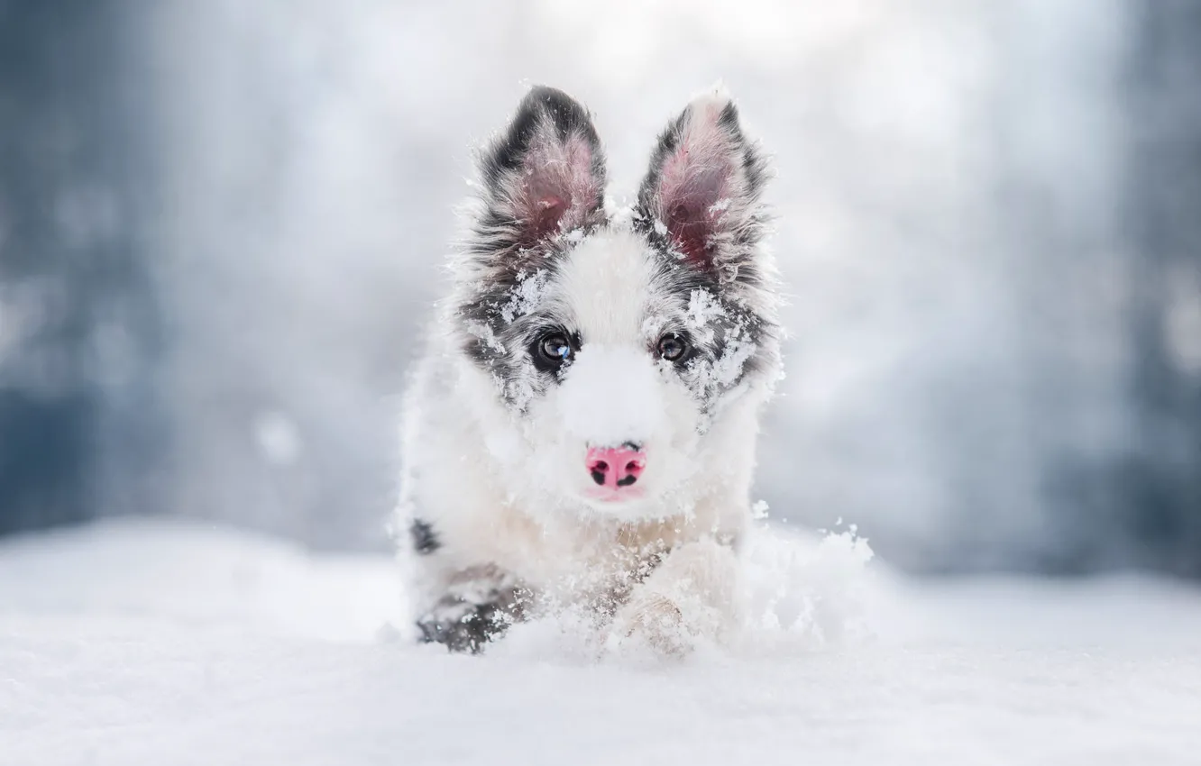 Photo wallpaper winter, frost, look, face, snow, nature, portrait, dog