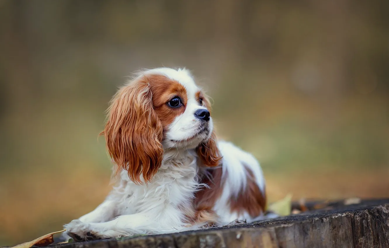 Photo wallpaper stump, portrait, dog, puppy, lies, face, bokeh, Cavalier-king-Charles-Spaniel