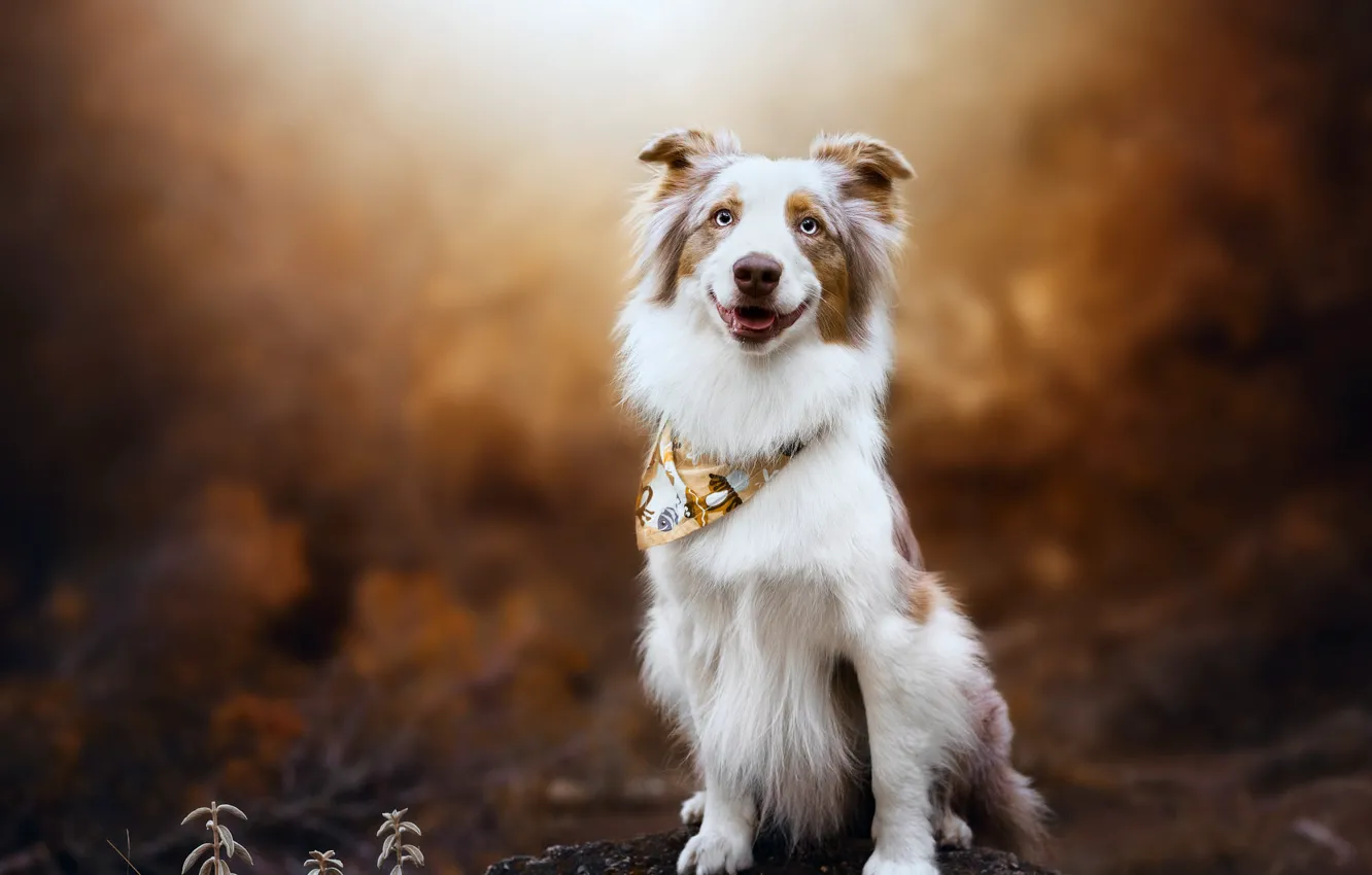 Photo wallpaper autumn, language, white, look, nature, pose, smile, dog