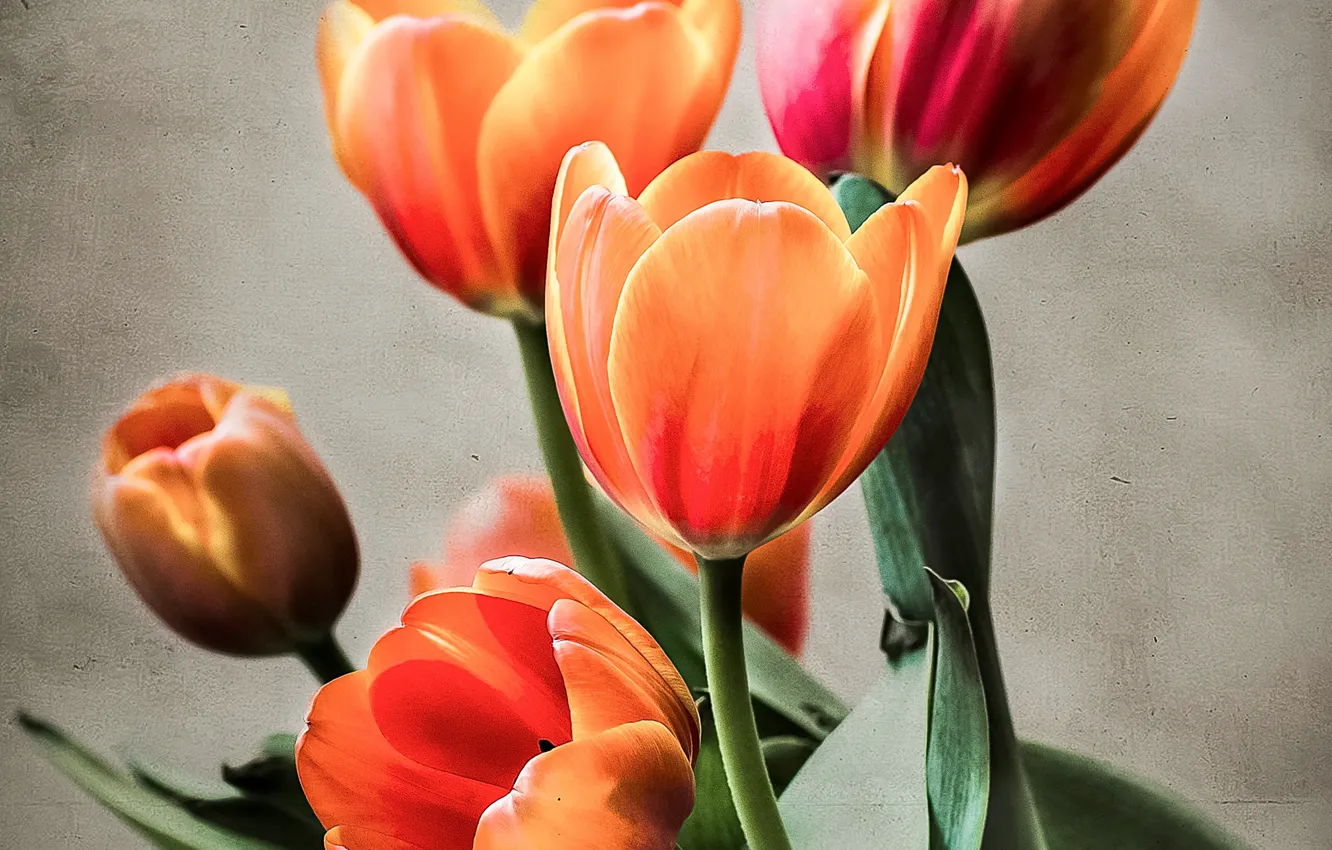Photo wallpaper nature, bouquet, petals, tulips