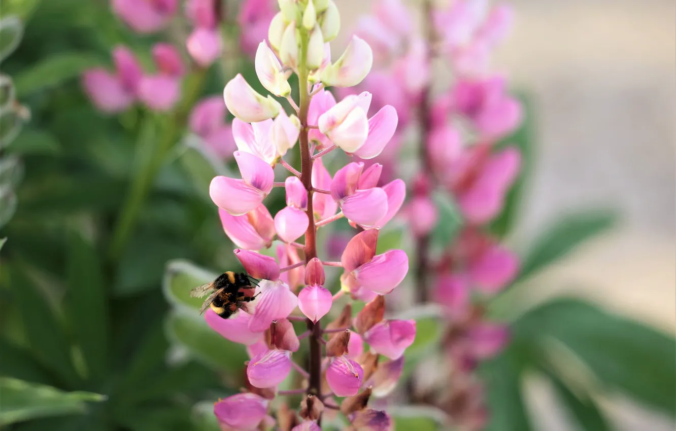 Photo wallpaper flowers, pink, bumblebee, lupins