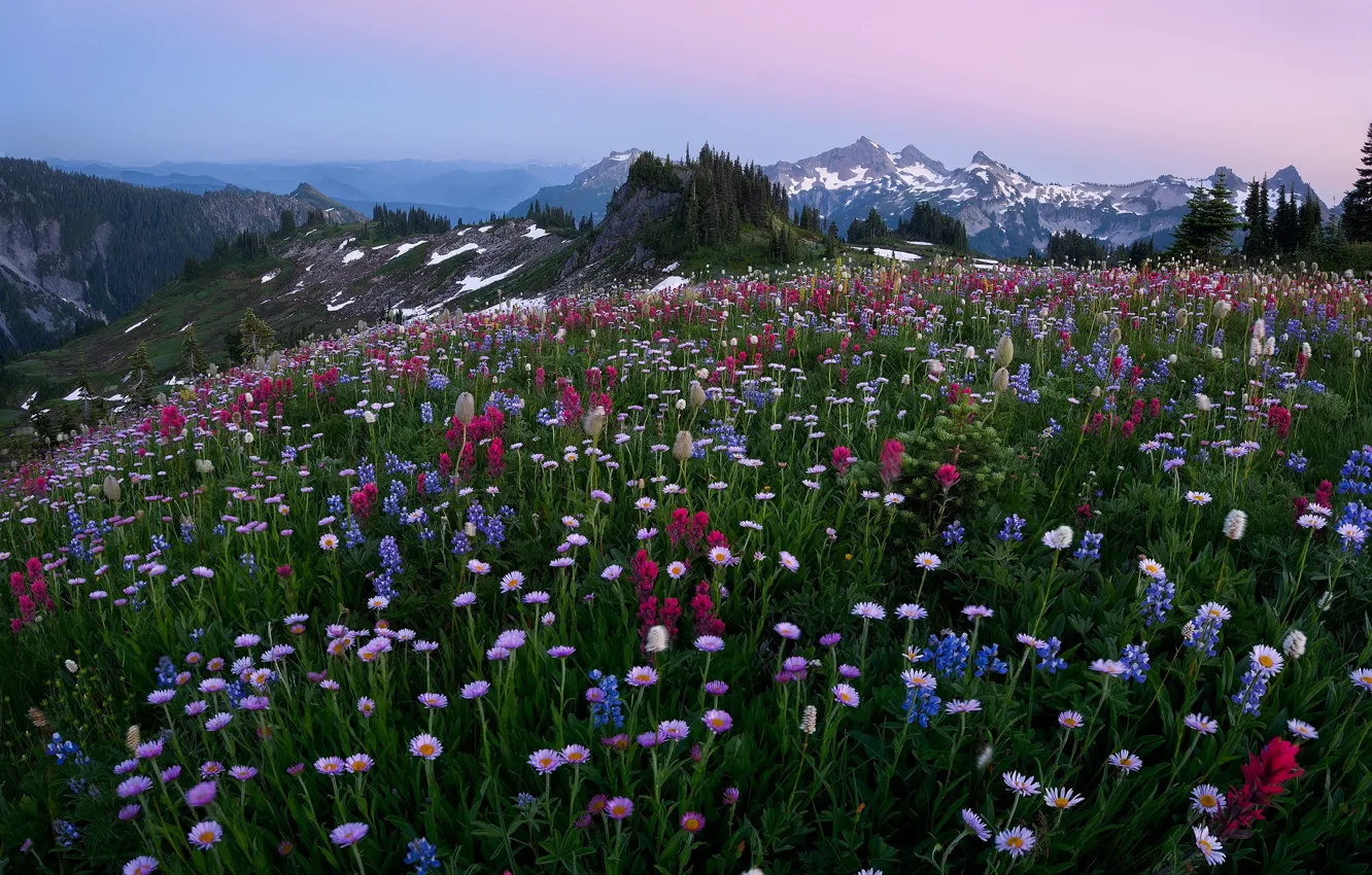Photo wallpaper field, forest, summer, flowers, mountains, ate, meadow, different