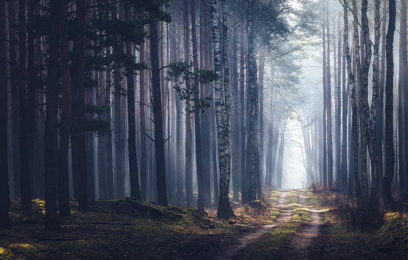 Photo wallpaper forest, fog, pine