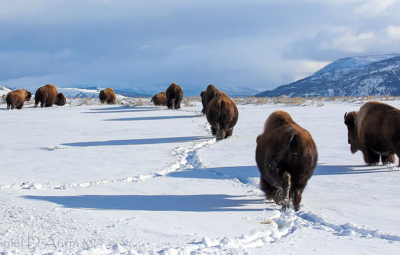 Photo wallpaper winter, snow, mountains, traces, nature, frost, the herd, Buffalo