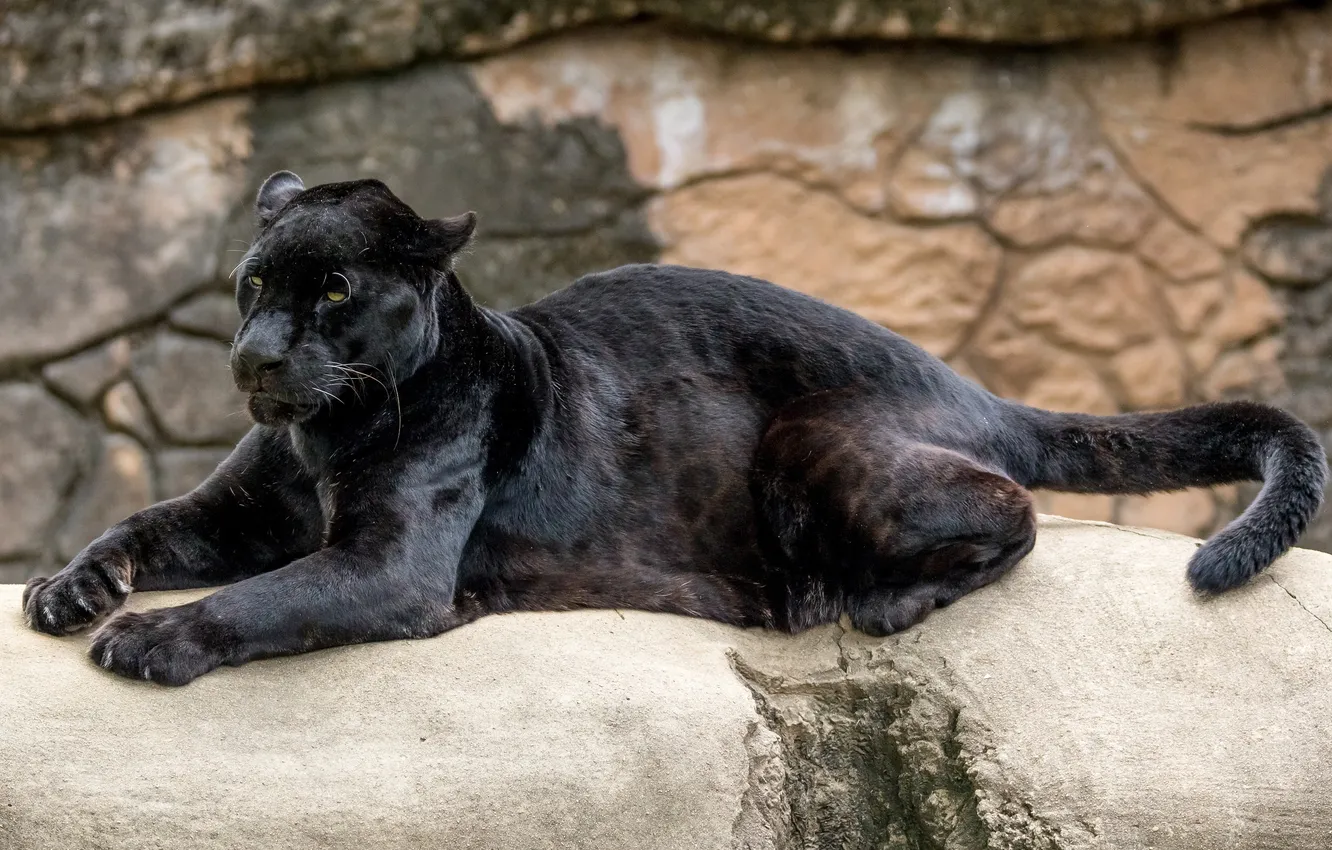Photo wallpaper pose, stay, predator, paws, power, Panther, tail, grace