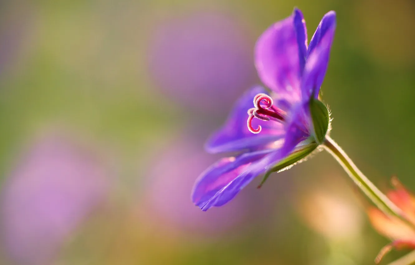 Photo wallpaper purple, flowers, geranium