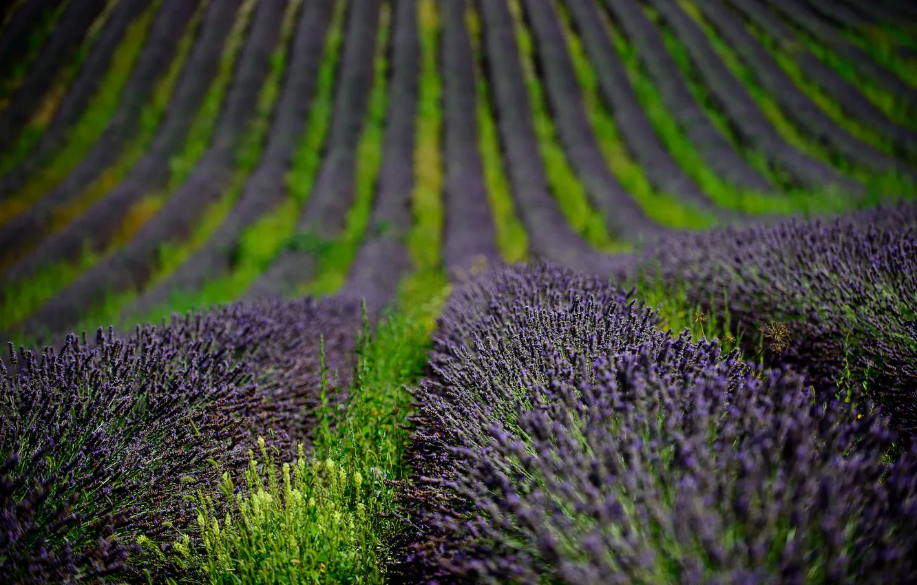 Photo wallpaper field, flowers, nature, lavender