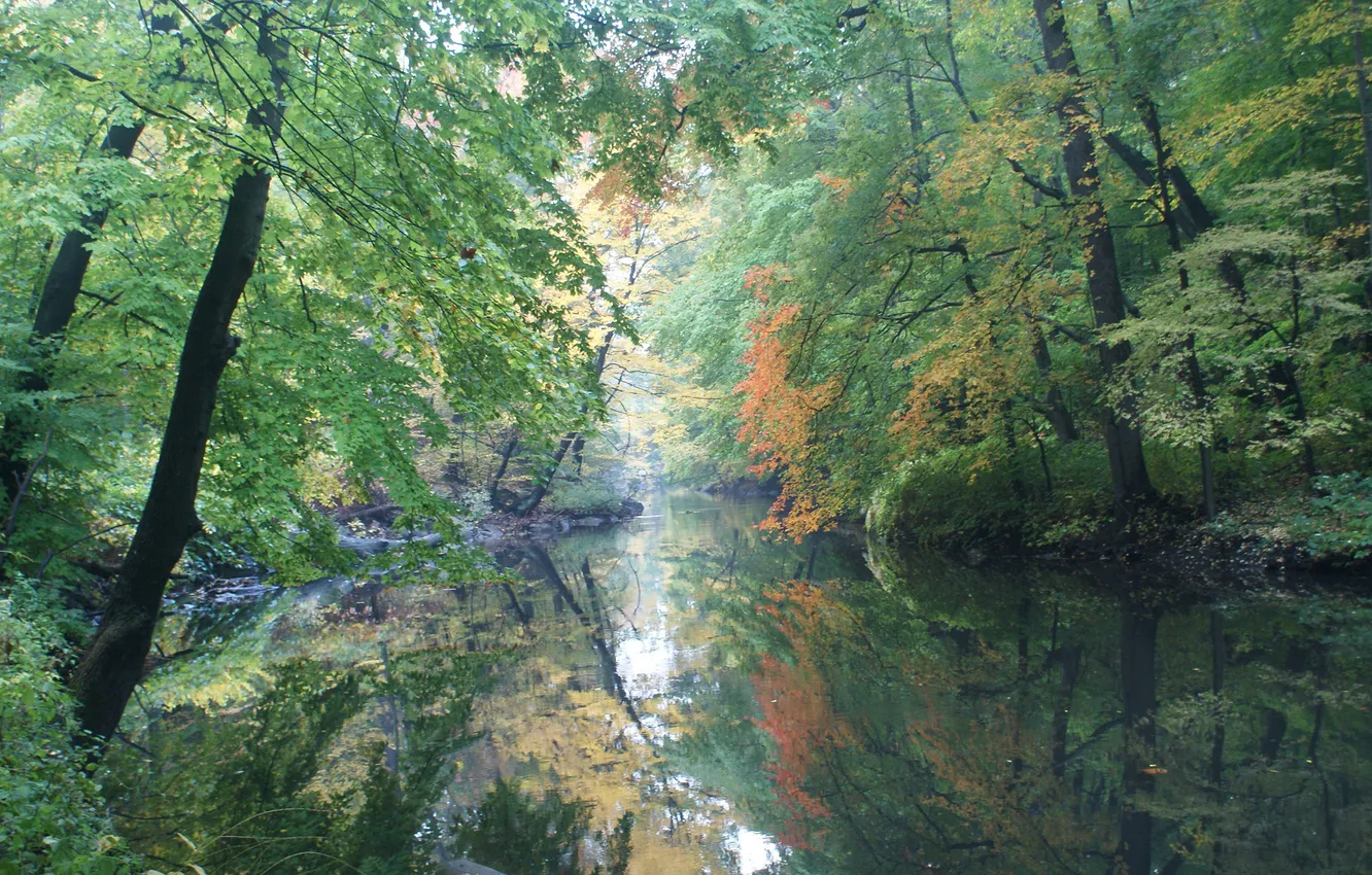 Photo wallpaper autumn, forest, river