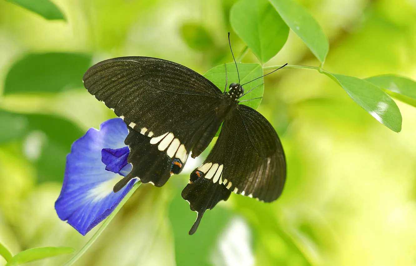 Photo wallpaper leaves, flowers, butterfly