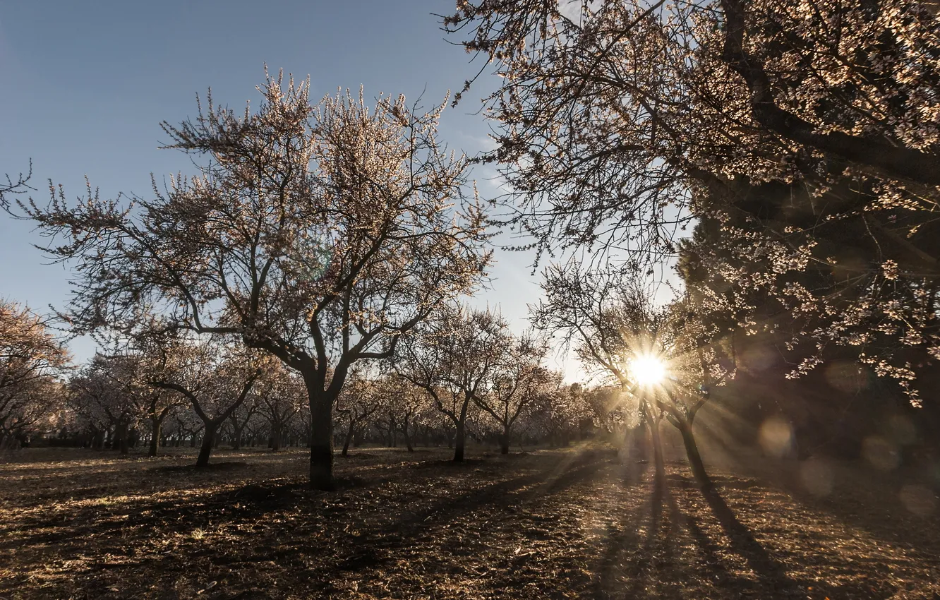 Photo wallpaper landscape, morning, garden