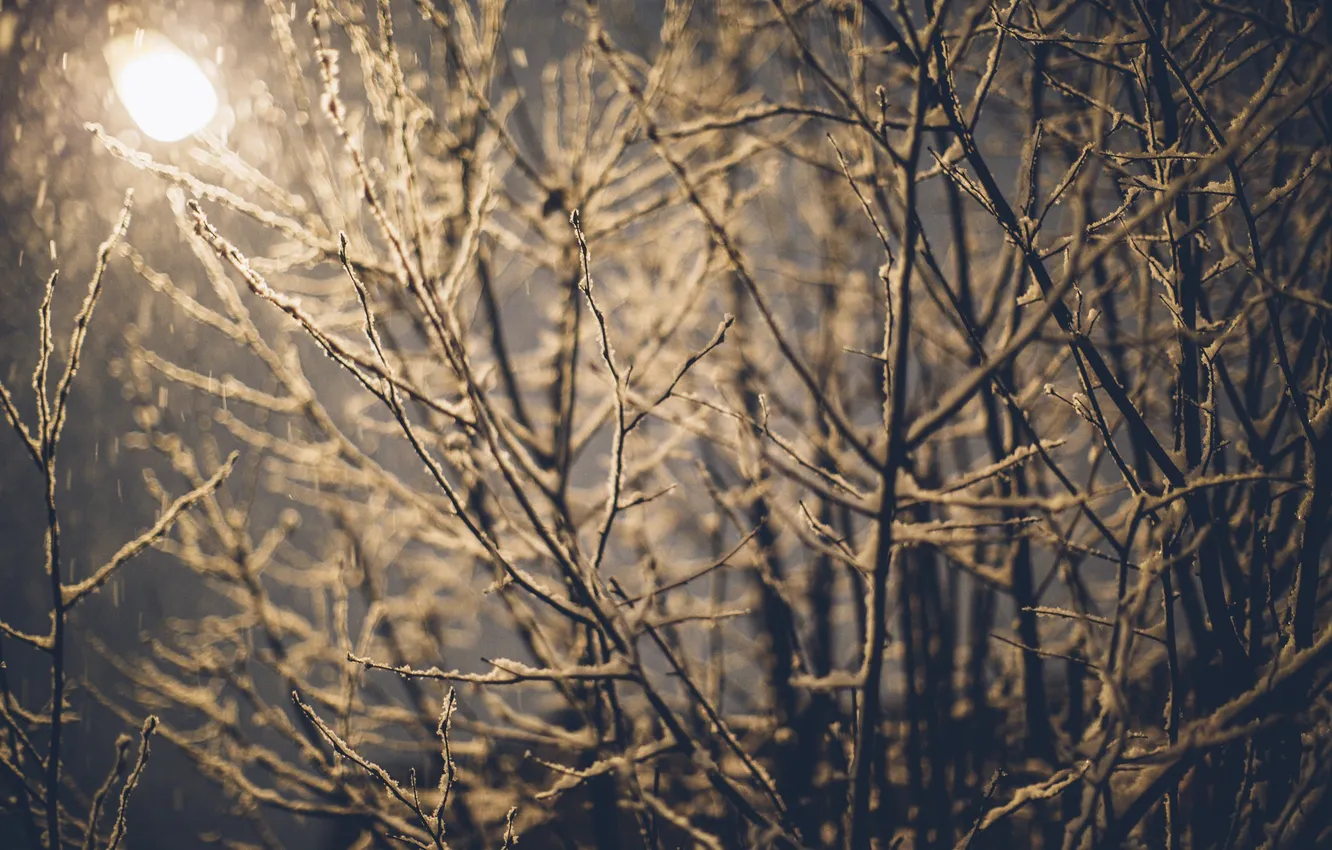 Photo wallpaper winter, snow, branches, lantern