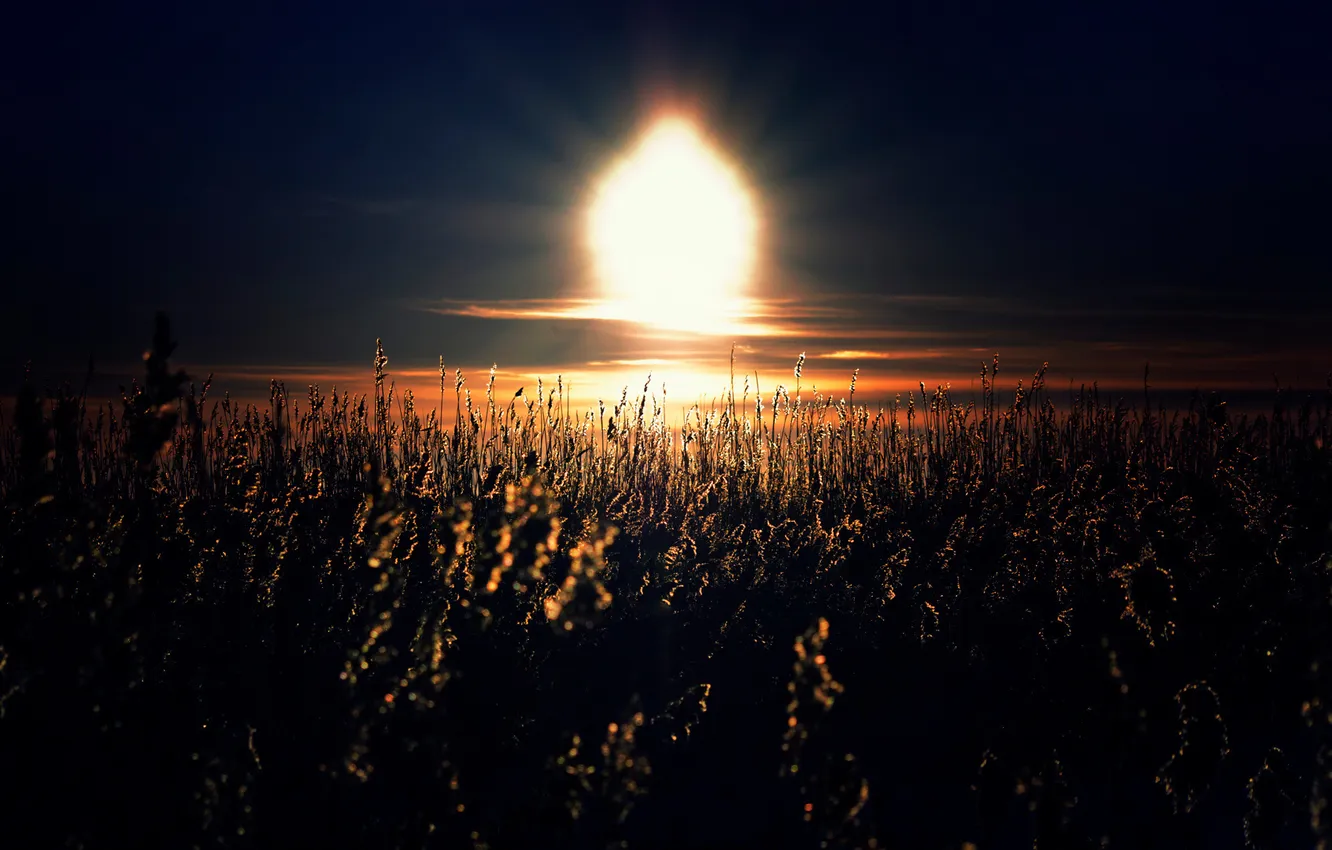 Photo wallpaper field, the sky, grass, the sun, light, sunset