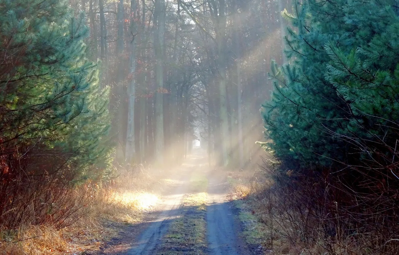 Photo wallpaper road, forest, morning