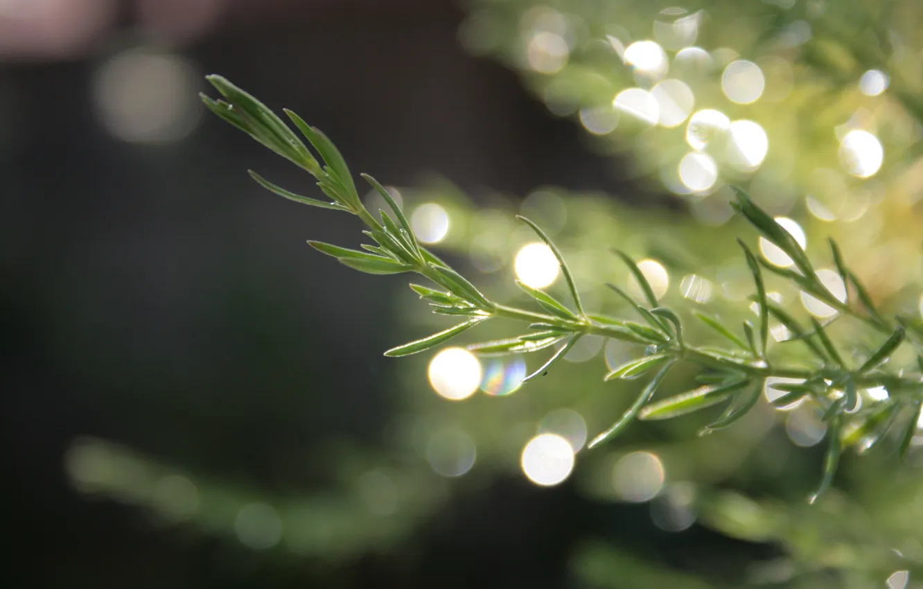 Photo wallpaper greens, branches, glare