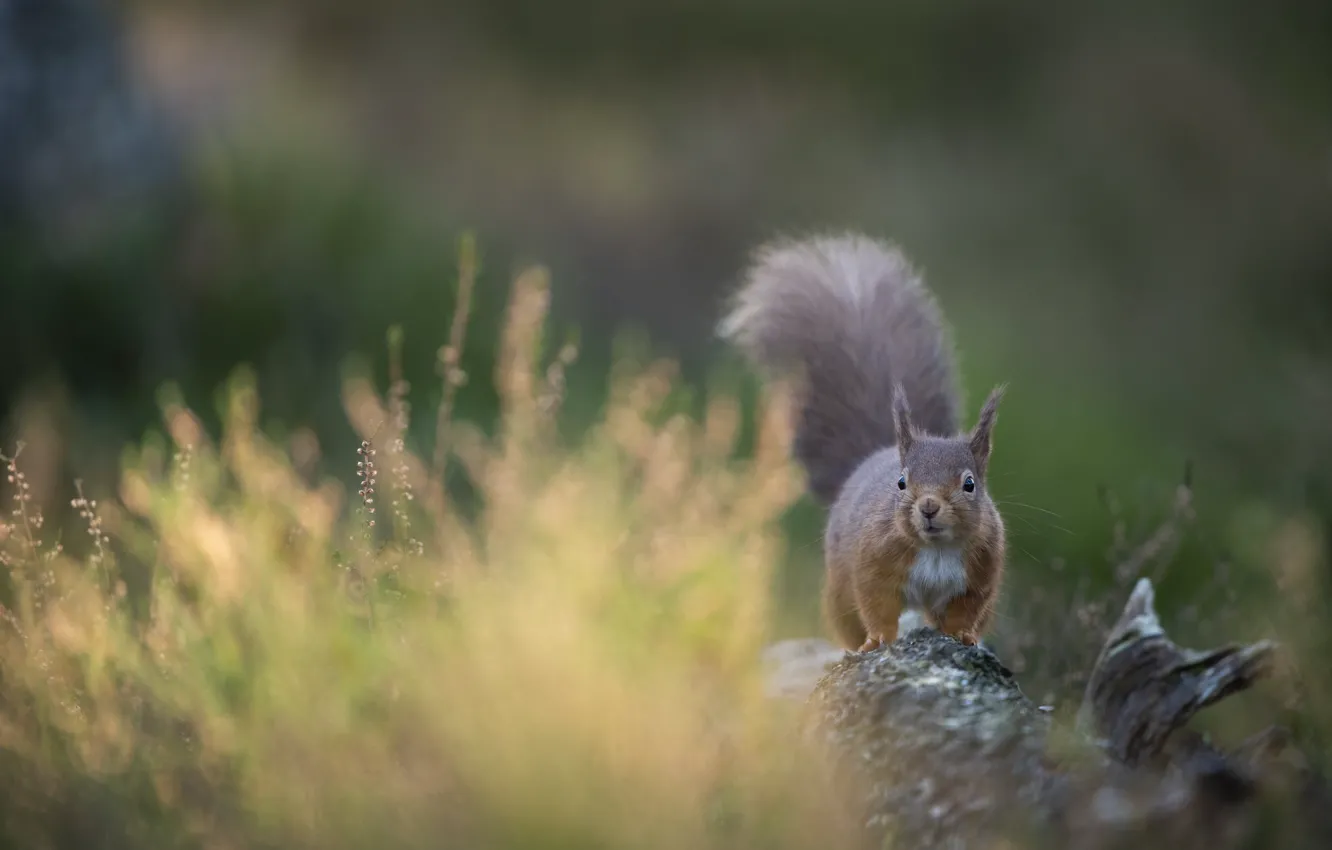 Photo wallpaper nature, background, protein, log, the bushes, bokeh, Heather