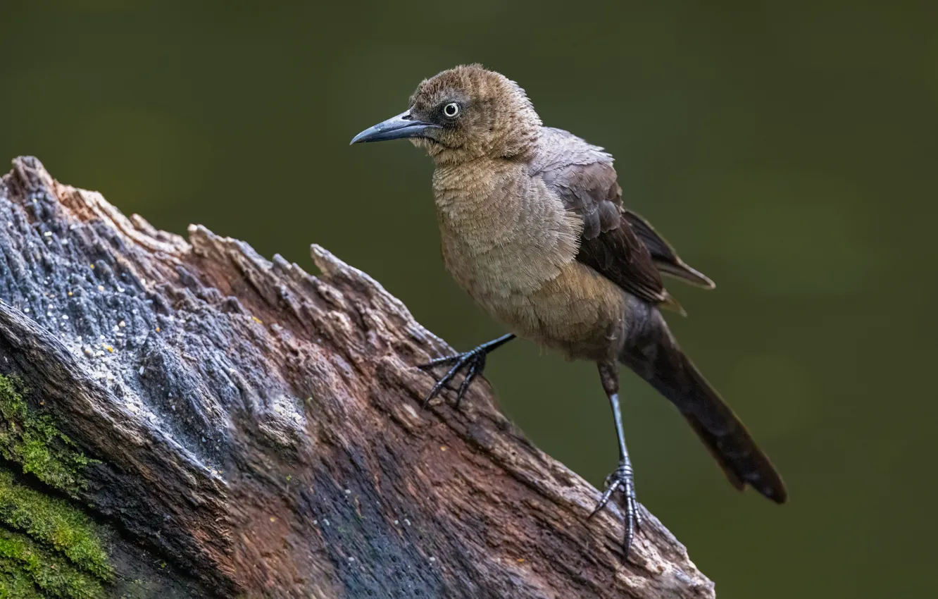 Photo wallpaper bird, Wallpaper, blurred background, closeup, bolshevaty grackle
